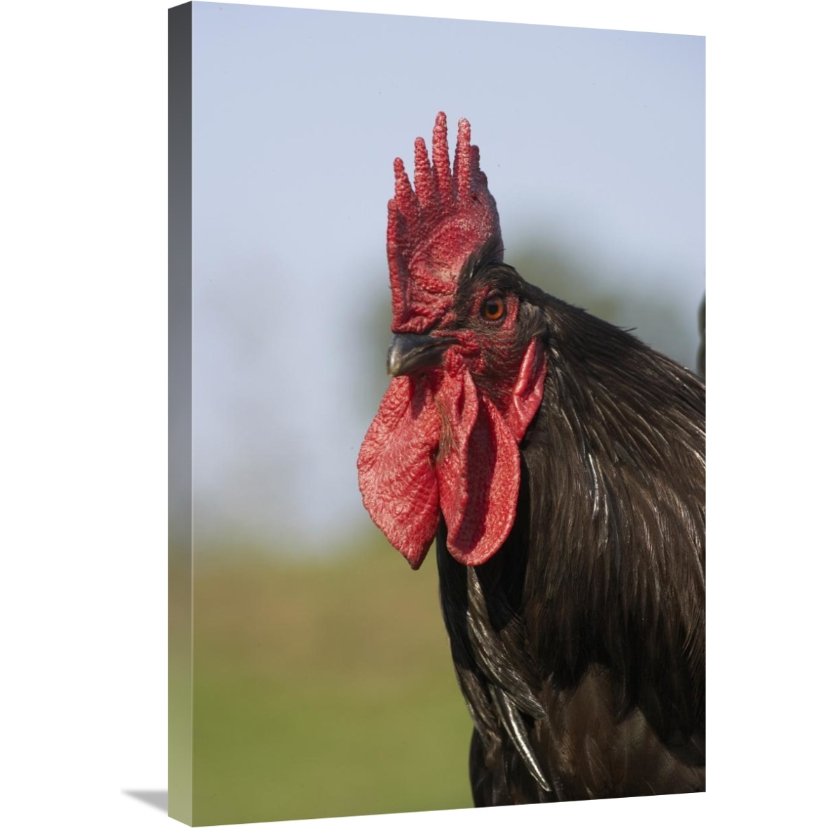 Domestic Chicken, close-up of cockerel head-Canvas Art-20&quotx30"