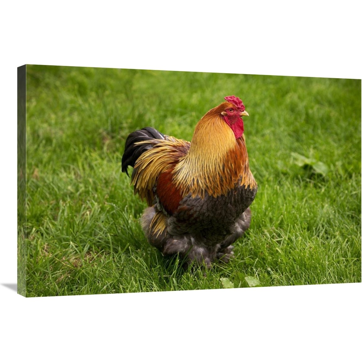 Domestic Chicken, Partridge Brahma, cockerel, standing on grass-Canvas Art-36&quotx24"