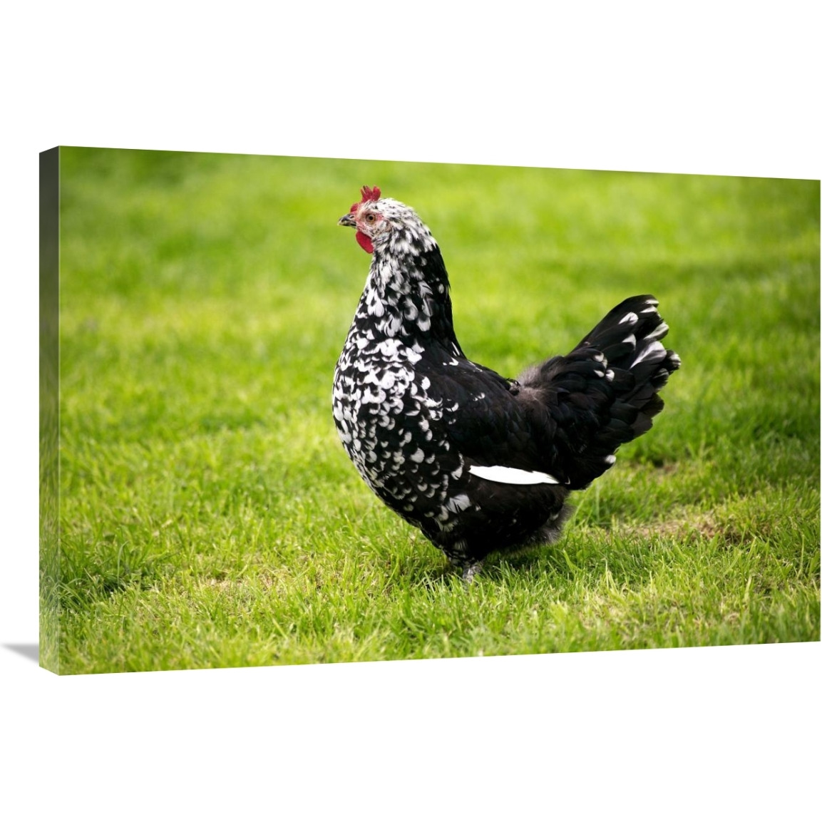 Domestic Chicken, Gournay hen, standing on grass, Normandy, France-Canvas Art-36&quotx24"