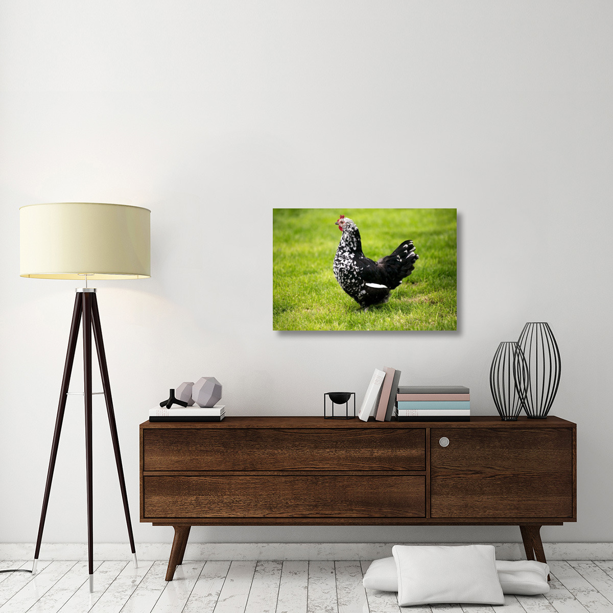 Domestic Chicken, Gournay hen, standing on grass, Normandy, France-Canvas Art-36&quotx24"