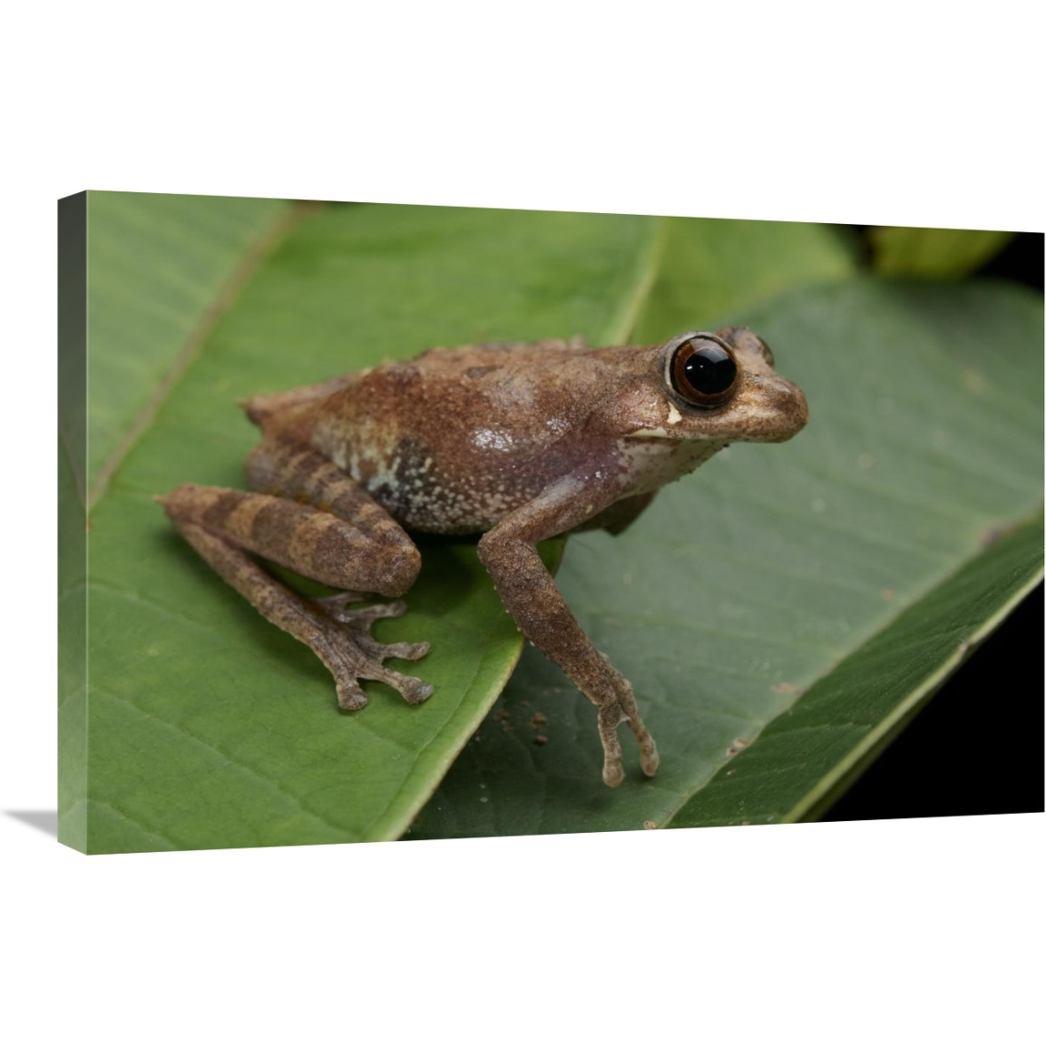 Shrub Frog, Sarawak, Borneo, Malaysia-Canvas Art-30&quotx20"