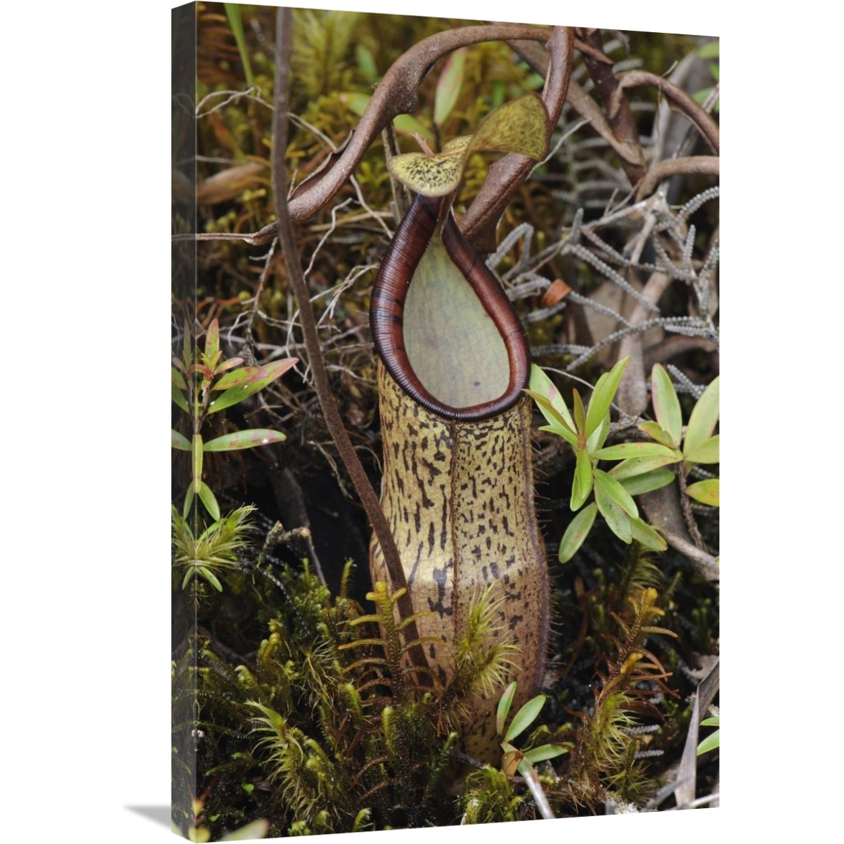 Pitcher Plant pitcher, Kelantan, Malaysia-Canvas Art-20&quotx30"