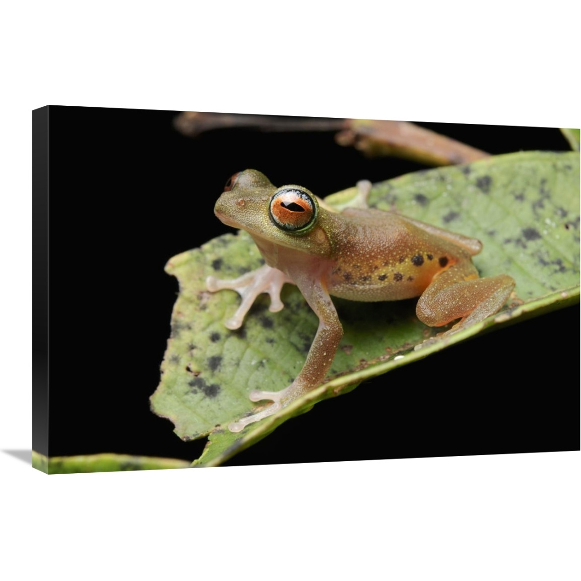 Masked Treefrog, Sarawak, Borneo, Malaysia-Canvas Art-30&quotx20"