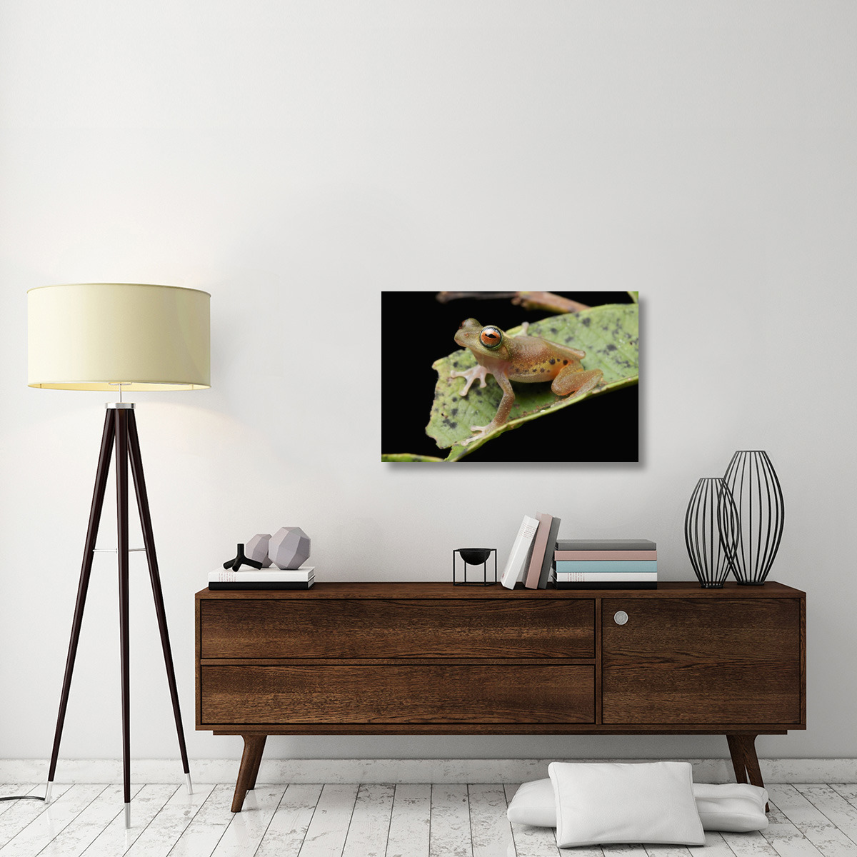 Masked Treefrog, Sarawak, Borneo, Malaysia-Canvas Art-36&quotx24"