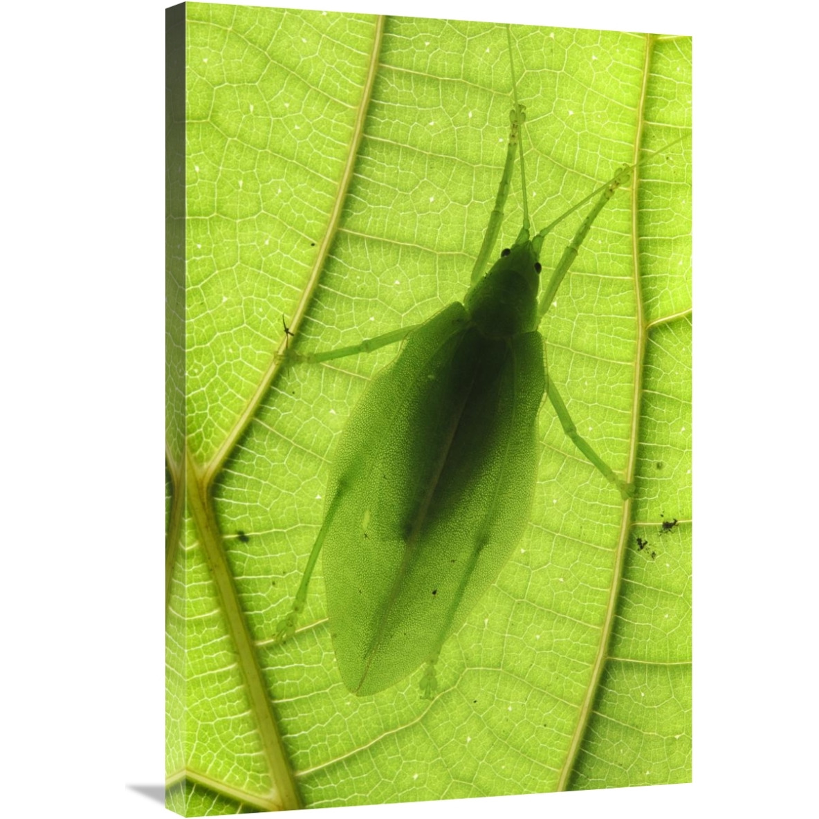 Katydid camouflaged on leaf, Sabah, Borneo, Malaysia-Canvas Art-24&quotx36"