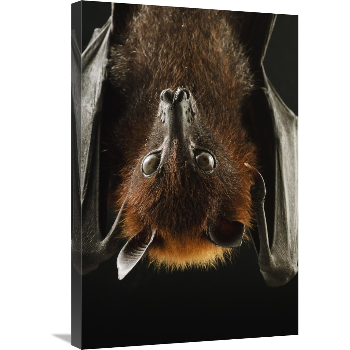 Large Flying Fox roosting, Kuching, Borneo, Malaysia-Canvas Art-20&quotx30"