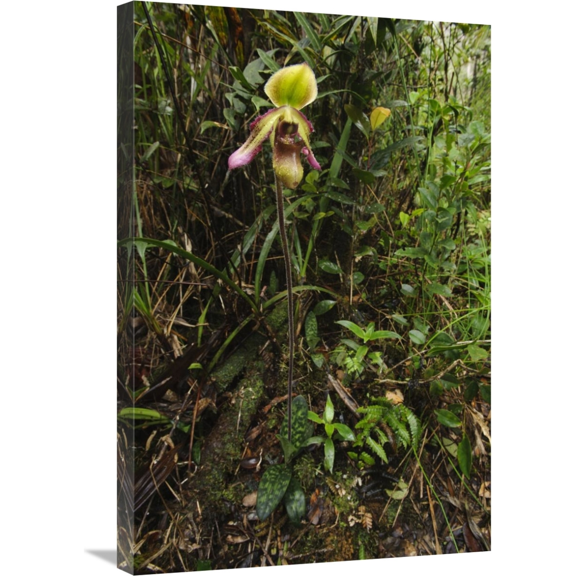 Orchid flower in rainforest, Sabah, Borneo, Malaysia-Canvas Art-20&quotx30"