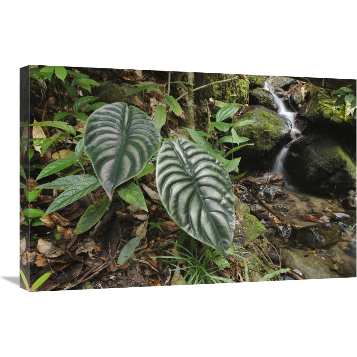 Taro leaves near creek in rainforest, Sabah, Borneo, Malaysia-Canvas Art-30&quotx20"