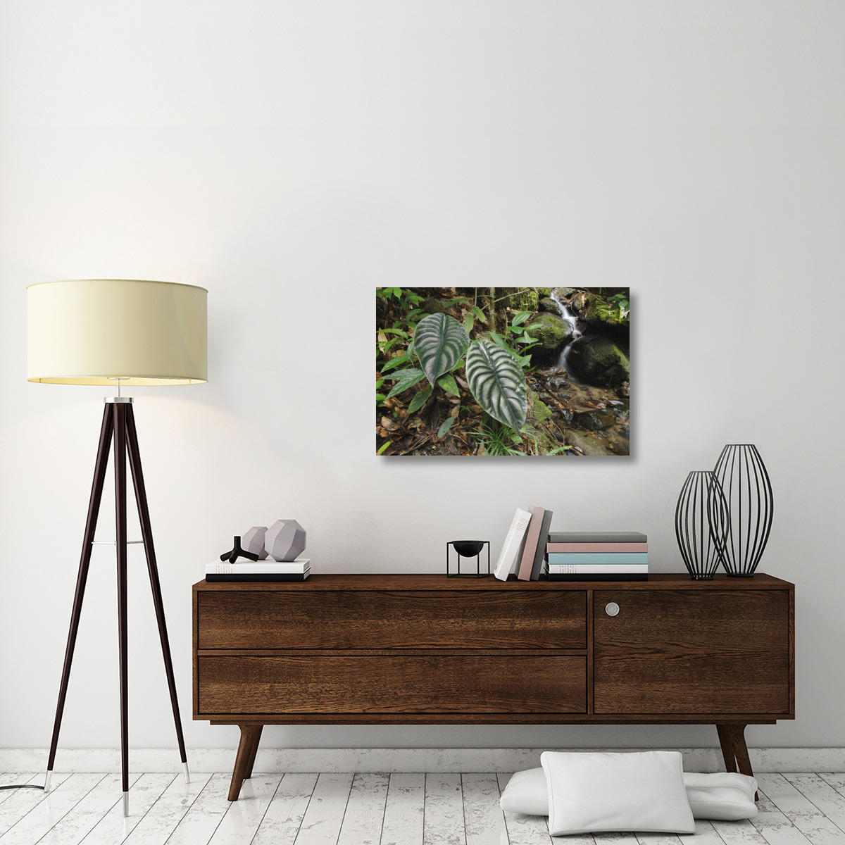 Taro leaves near creek in rainforest, Sabah, Borneo, Malaysia-Canvas Art-36&quotx24"