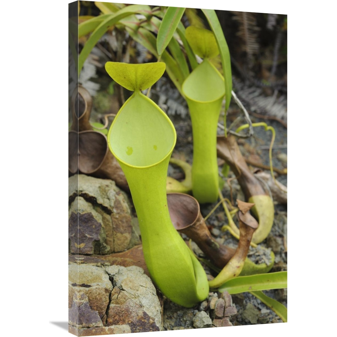 Reinwardt&quots Pitcher Plant pitchers, Sarawak, Borneo, Malaysia-Canvas Art-20&quotx30"