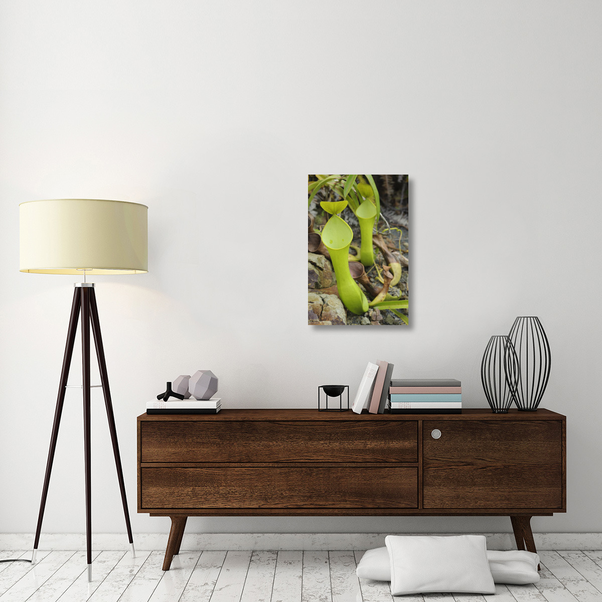 Reinwardt&quots Pitcher Plant pitchers, Sarawak, Borneo, Malaysia-Canvas Art-20&quotx30"