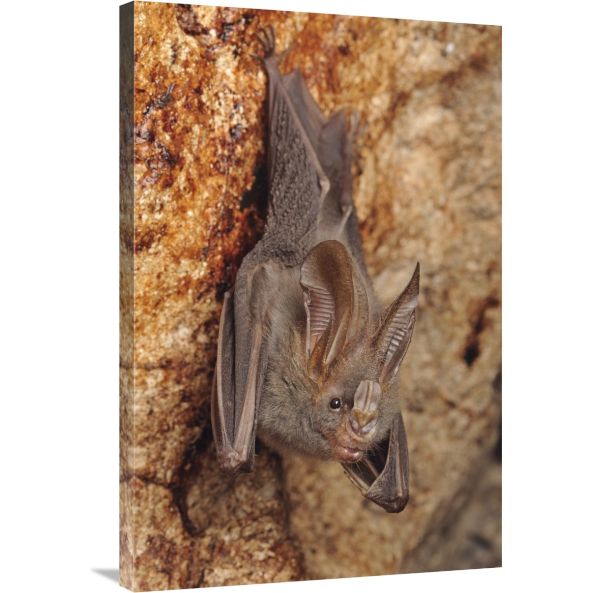 Lesser False Vampire Bat roosting in cave, Sekunyit, Bau, Malaysia-Canvas Art-24&quotx36"