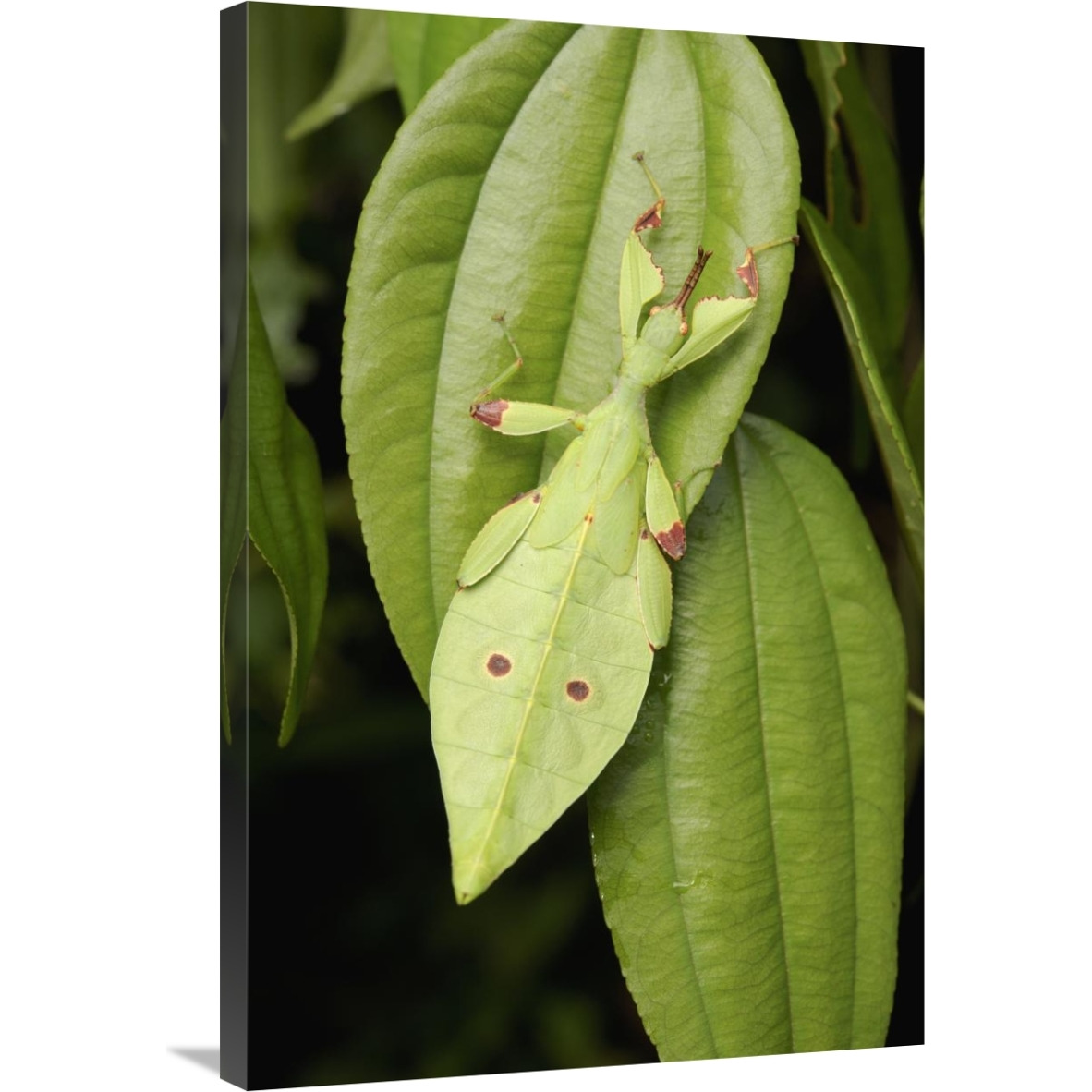 Walking Stick juvenile camouflaged on leaf, Sarawak, Borneo, Malaysia-Canvas Art-24&quotx36"