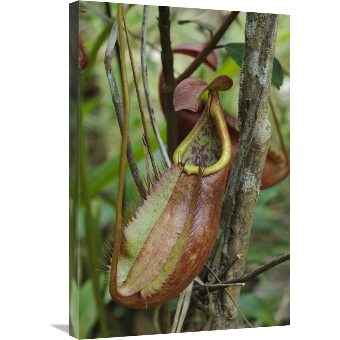 Pitcher Plant pitcher, newly described species, Surat Thani, Thailand-Canvas Art-20&quotx30"