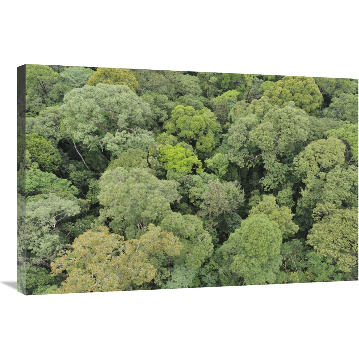 Canopy of lowland mixed dipterocarp forest, Lambir Hills National Park, Borneo, Malaysia-Canvas Art-36&quotx24"