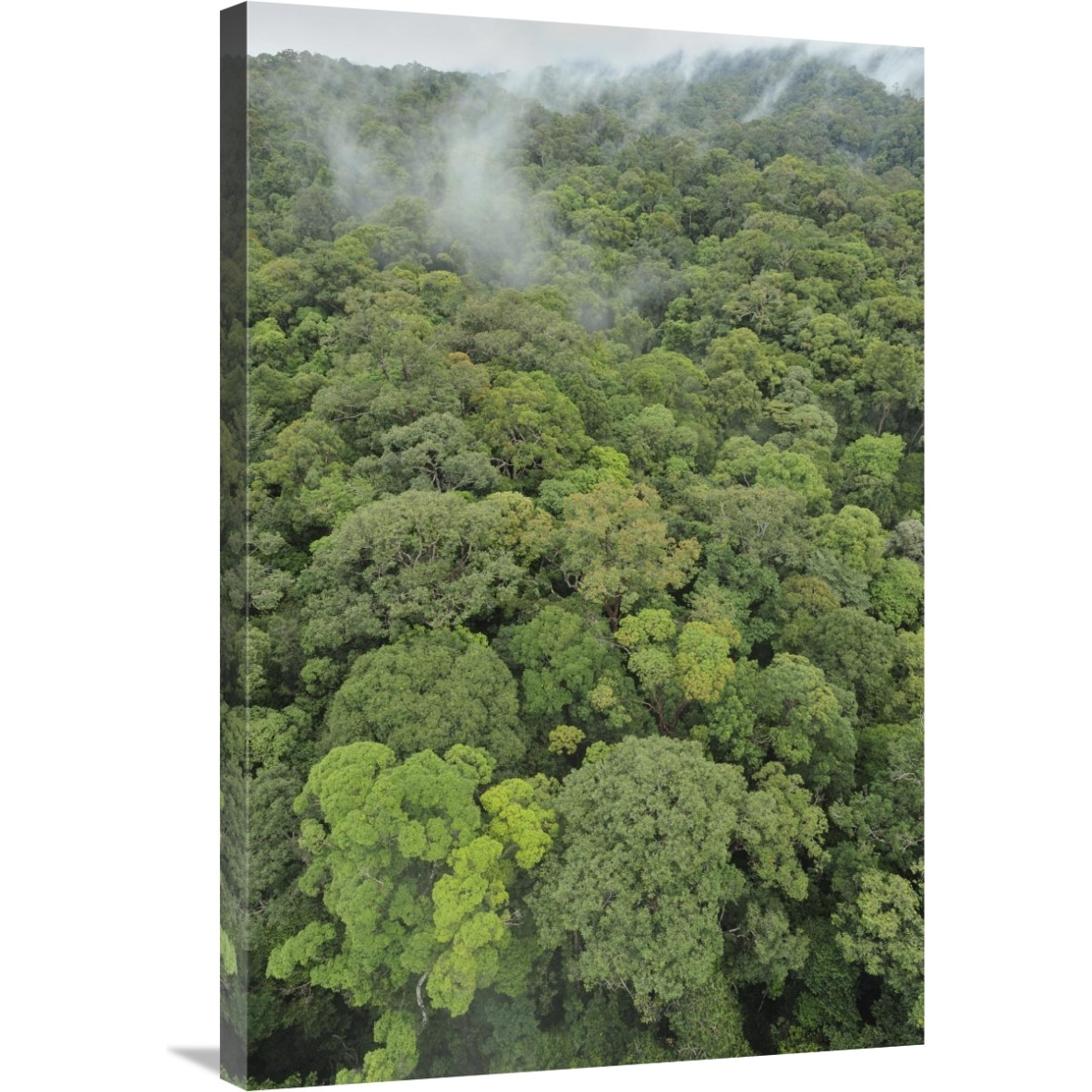 Canopy of lowland mixed dipterocarp forest, Lambir Hills National Park, Borneo, Malaysia-Canvas Art-24&quotx36"