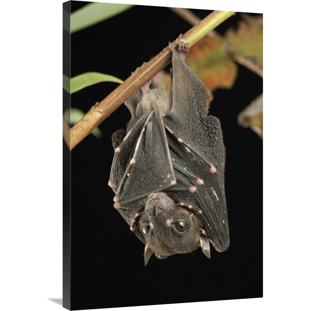 Spotted-winged Fruit Bat roosting, Bukit Sarang Conservation Area, Bintulu, Borneo, Malaysia-Canvas Art-24&quotx36"