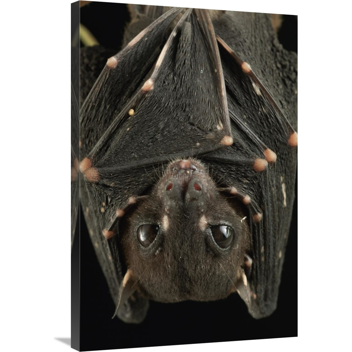 Spotted-winged Fruit Bat roosting, Bukit Sarang Conservation Area, Bintulu, Borneo, Malaysia-Canvas Art-24&quotx36"