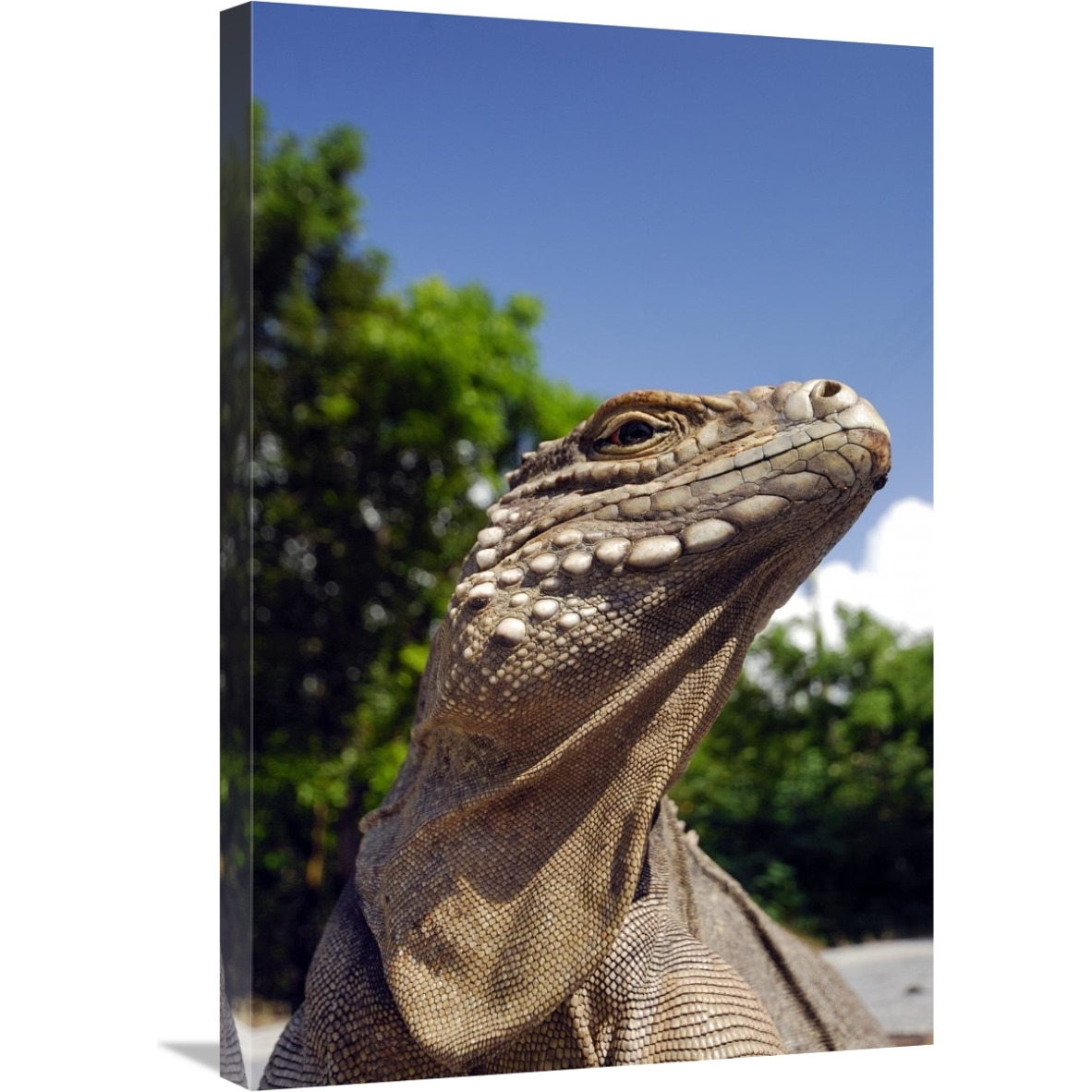 Green Iguana sunbathing-Canvas Art-20&quotx30"