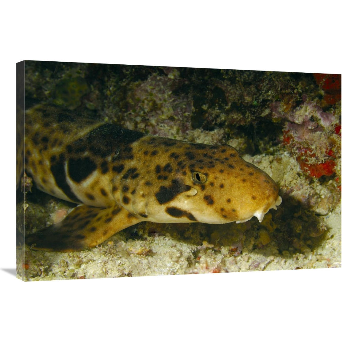 Epaulette Shark portrait underwater-Canvas Art-36&quotx24"