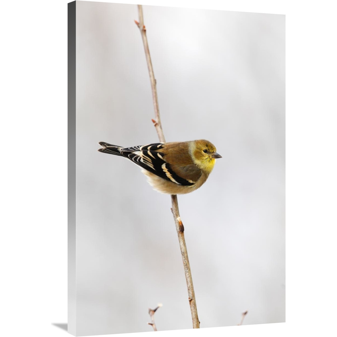 American Goldfinch, Canada-Canvas Art-24&quotx36"