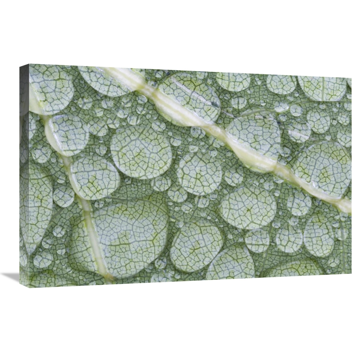 Water droplets on leaf, Annapolis Valley, Nova Scotia, Canada-Canvas Art-30&quotx20"