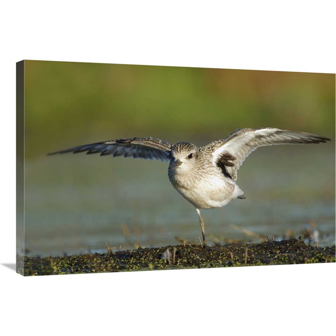 Black-bellied Plover spreading its wings, Bay of Fundy, Nova Scotia, Canada-Canvas Art-36&quotx24"