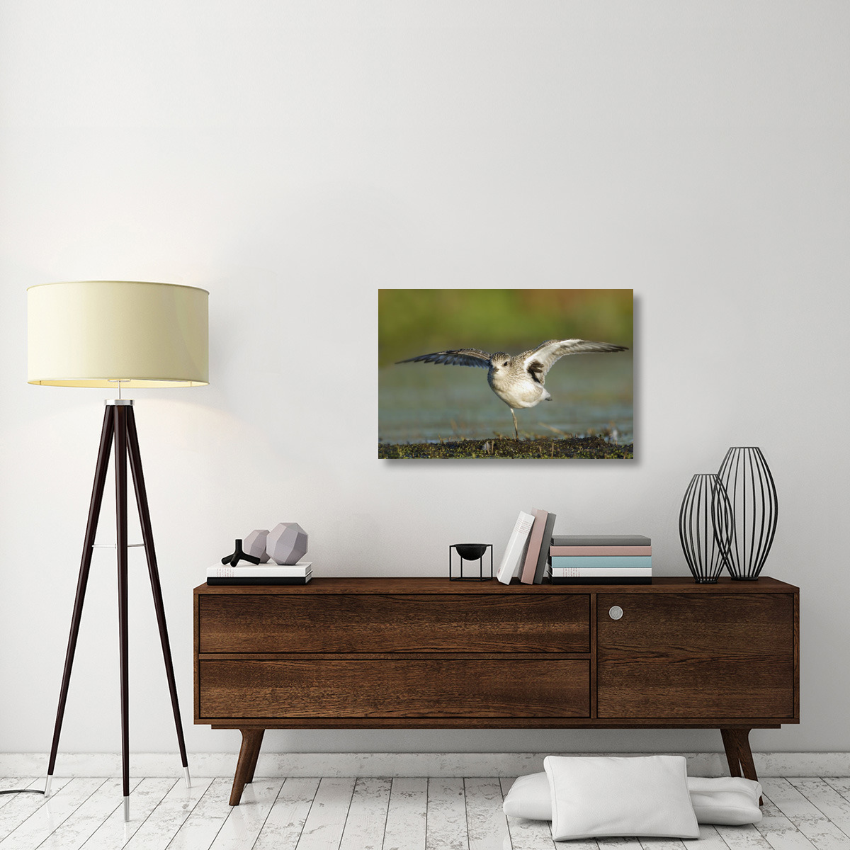 Black-bellied Plover spreading its wings, Bay of Fundy, Nova Scotia, Canada-Canvas Art-36&quotx24"