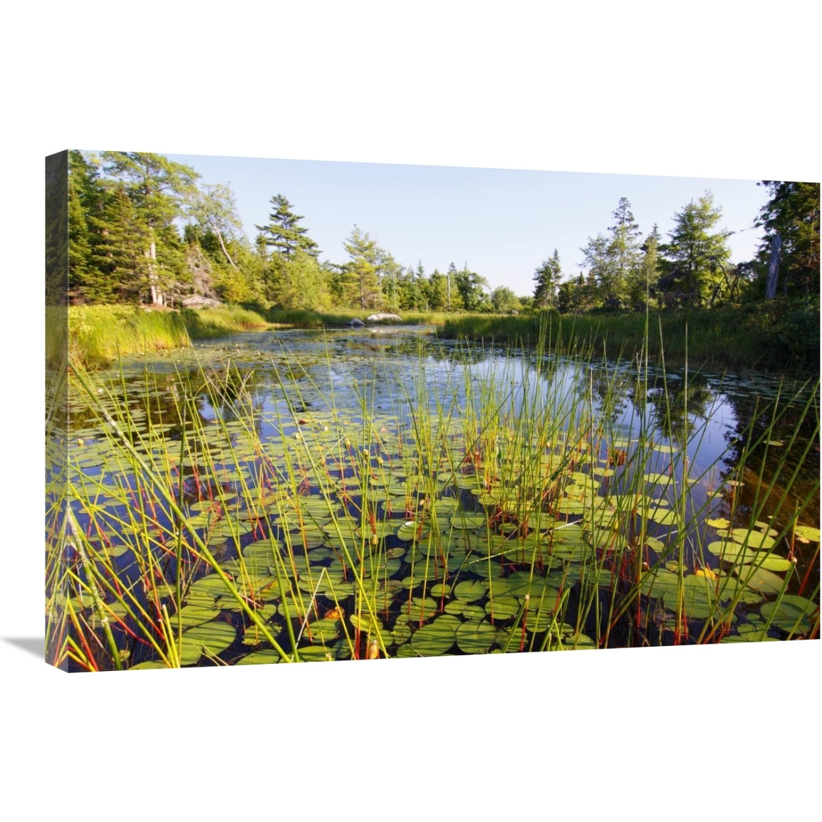 Marsh with reeds and lily pads surrounding a pond, West Stoney Lake, Nova Scotia, Canada-Canvas Art-30&quotx20"