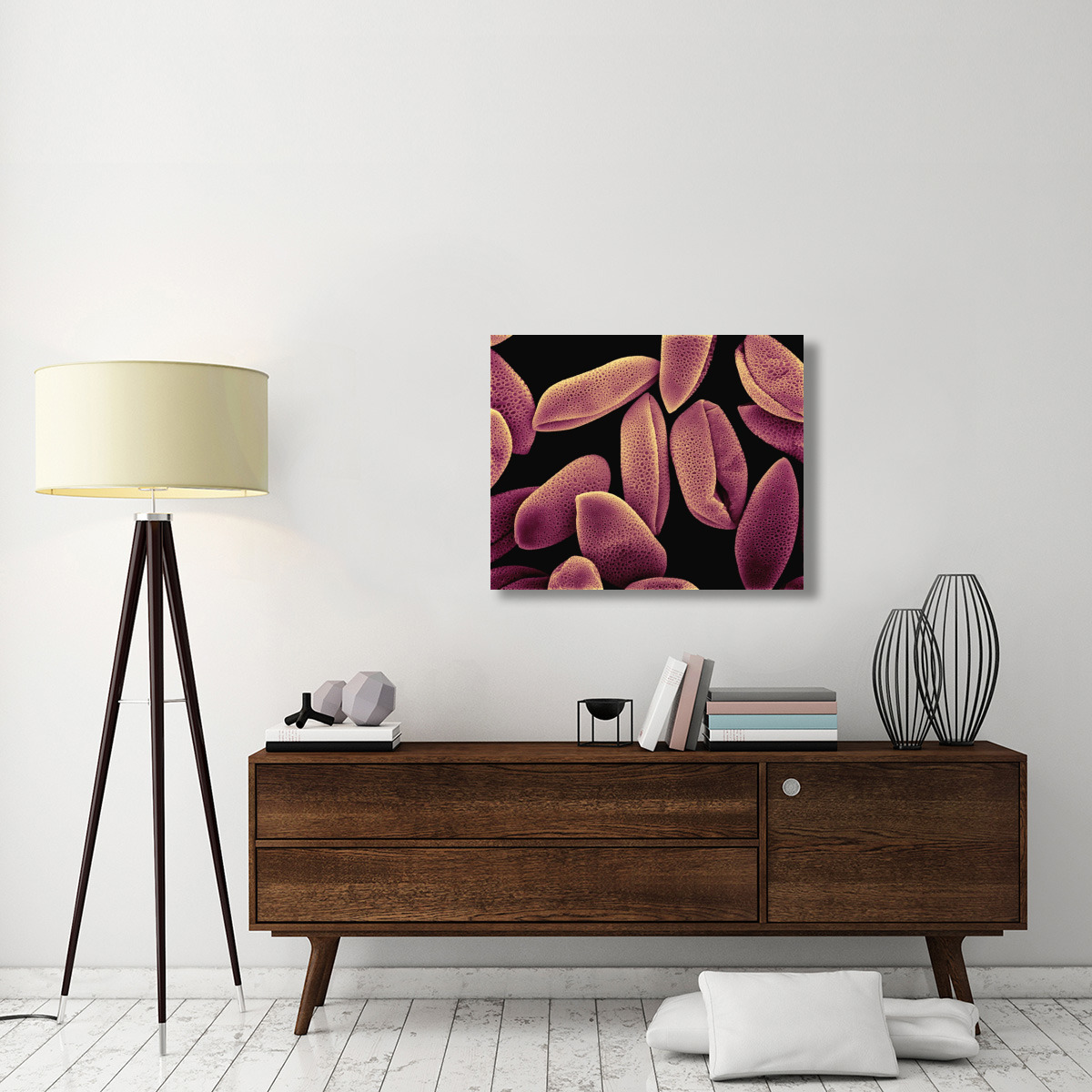 Common Hyacinth (Hyacinthus orientalis) pollen at 700x magnification-Canvas Art-35&quotx28"