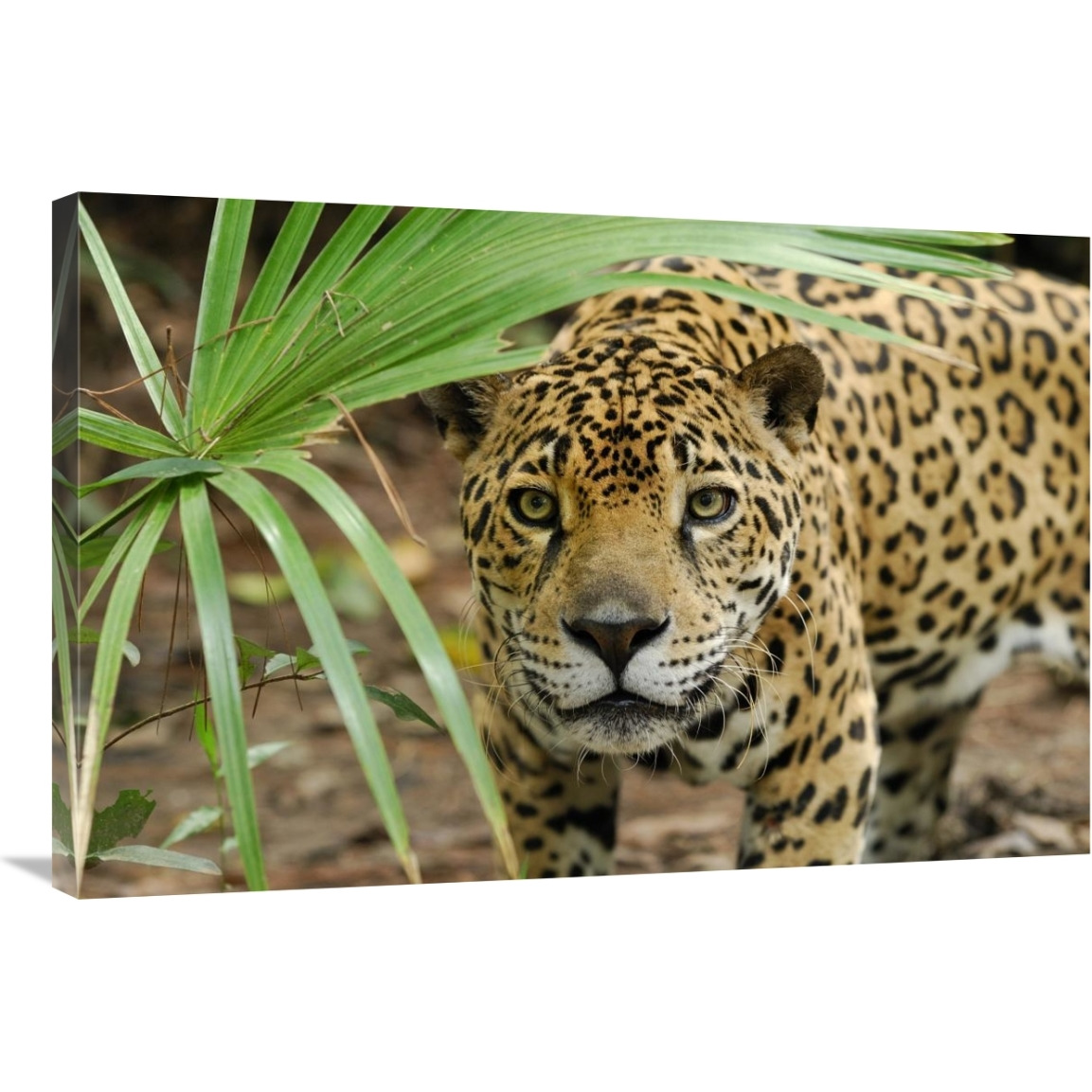 Jaguar peering through brush, Belize-Canvas Art-36&quotx24"