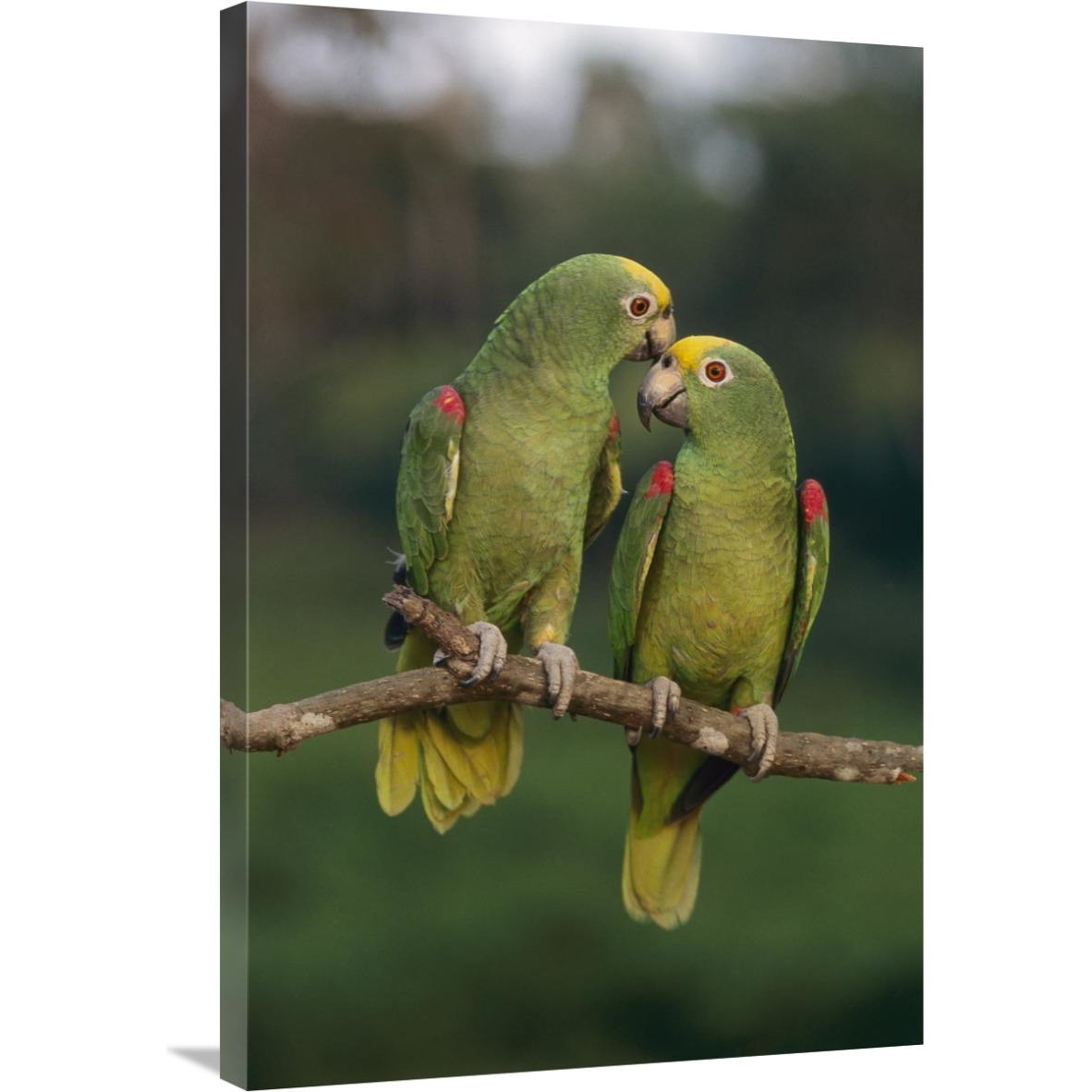 Yellow-crowned Parrot pair, Venezuela-Canvas Art-24&quotx36"