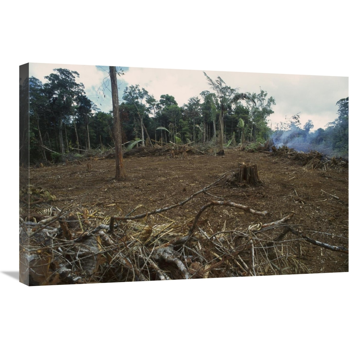 Rainforest deforestation, French Guiana-Canvas Art-30&quotx20"