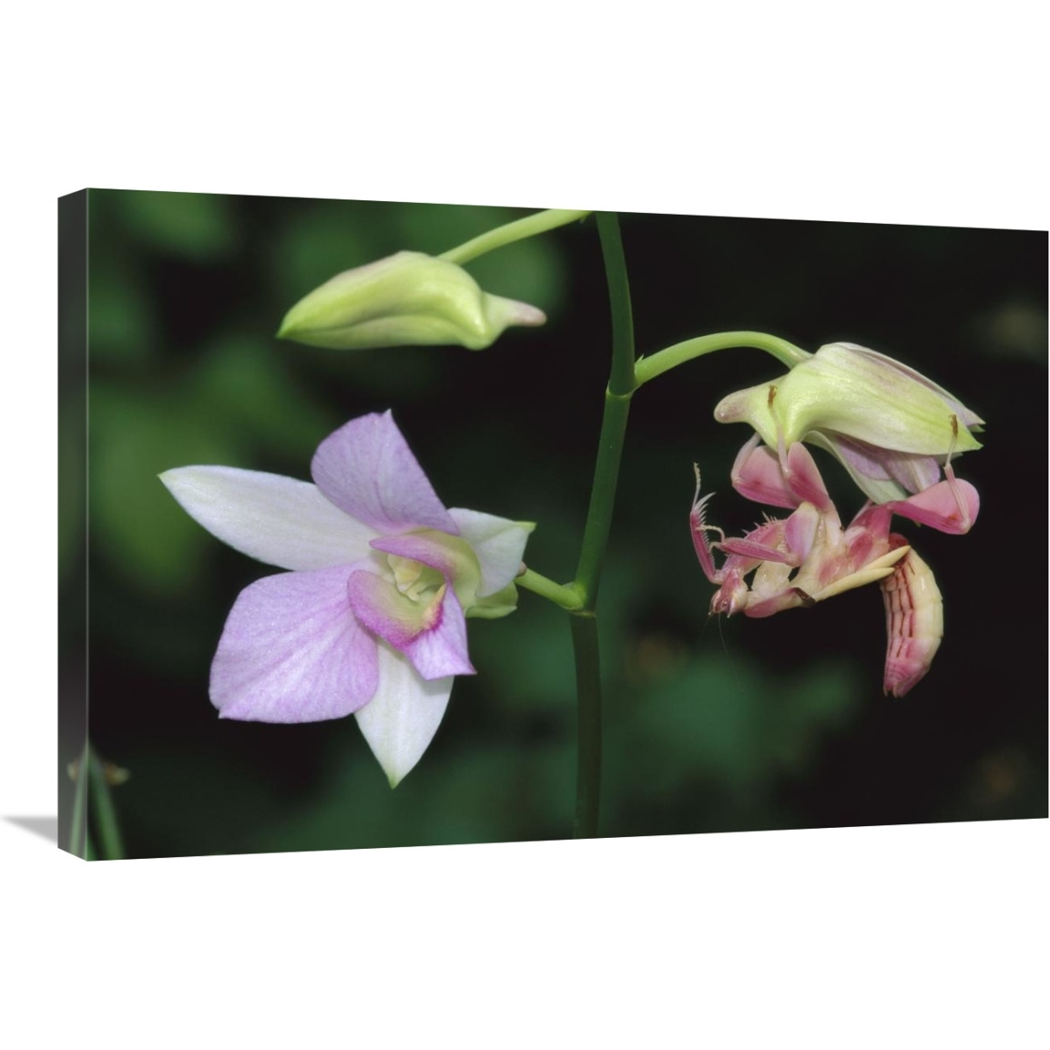 Orchid Mantis female mimicking a pink flower, Malaysia-Canvas Art-30&quotx20"