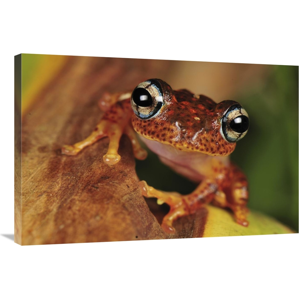 Tree Frog portrait, Andasibe-Mantadia National Park, Madagascar-Canvas Art-36&quotx24"