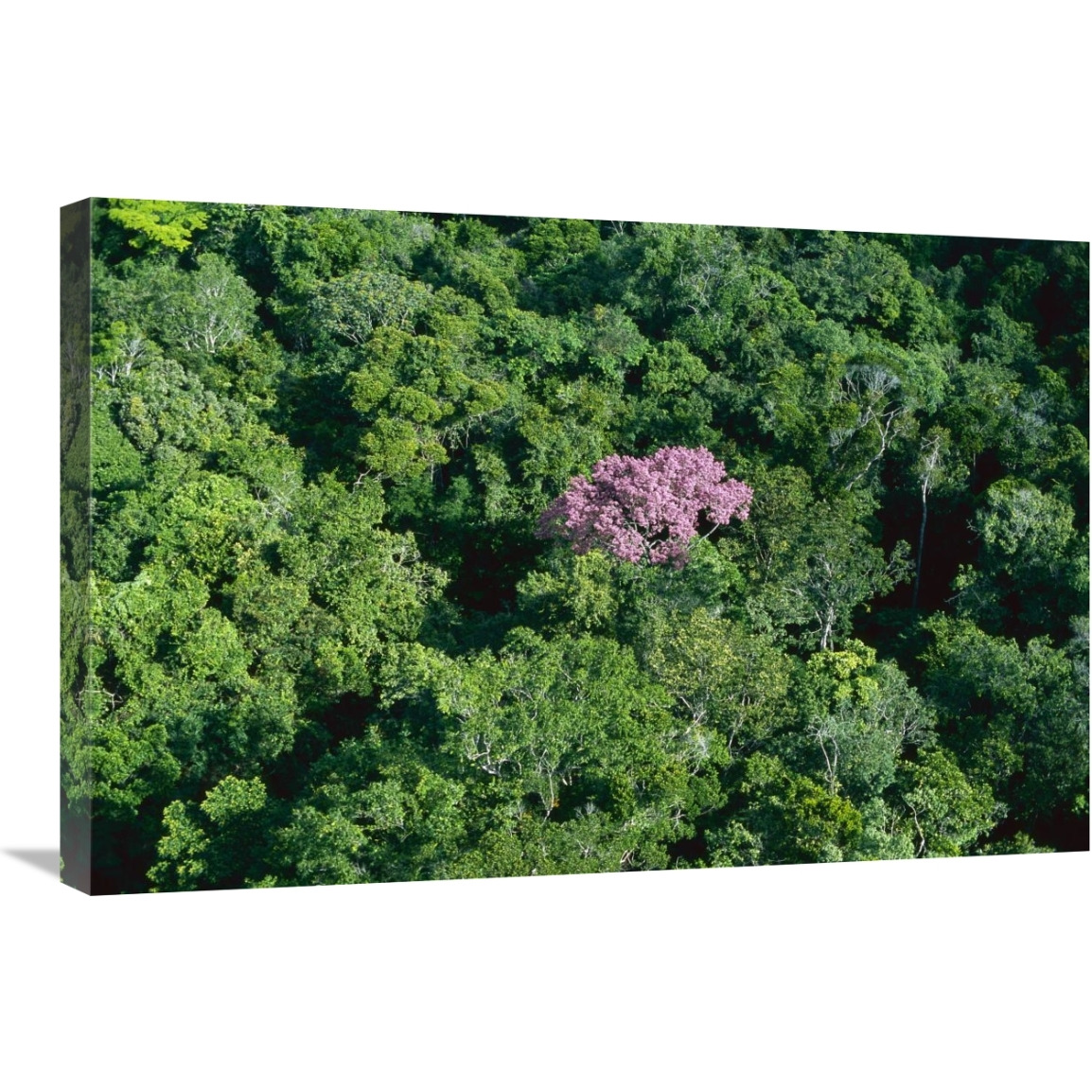 Pink flowering tree in rainforest canopy, Canaima National Park, Venezuela-Canvas Art-30&quotx20"