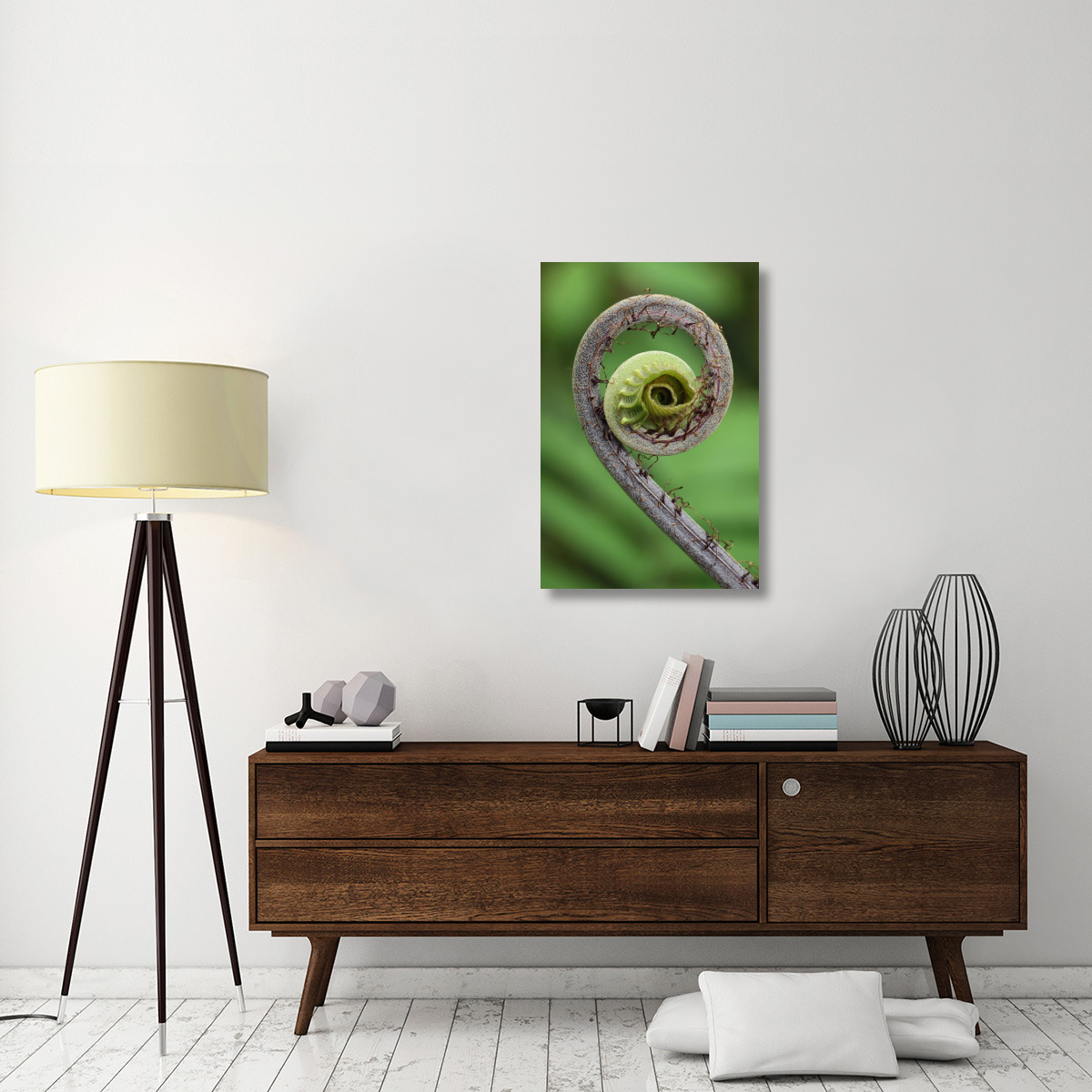 Young rolled-up fern fiddlehead, Braulio Carrillo National Park, Costa Rica-Canvas Art-24&quotx36"