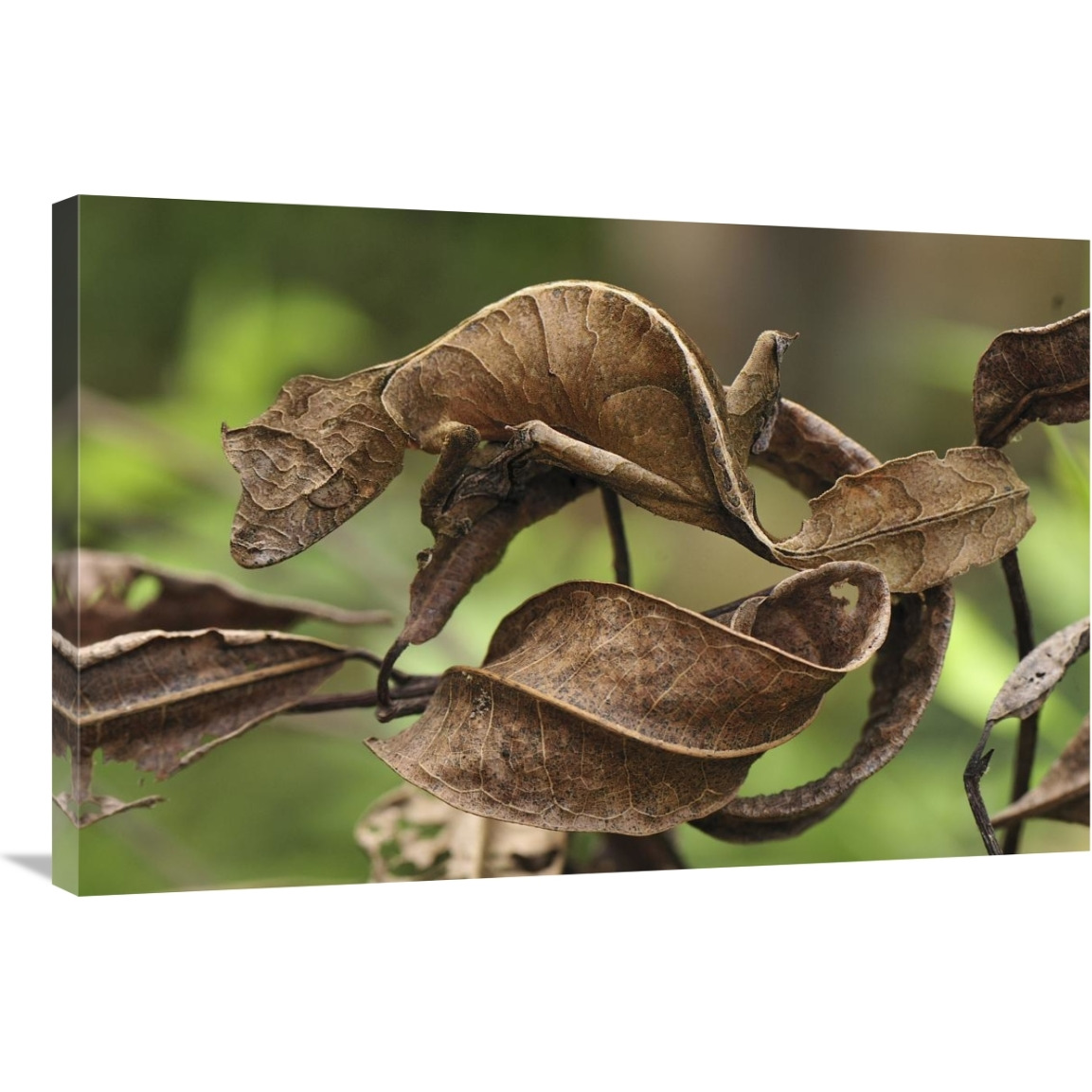 Fantastic Leaf-tail Gecko mimicking leaves, Andasibe-Mantadia National Park, Madagascar-Canvas Art-36&quotx24"