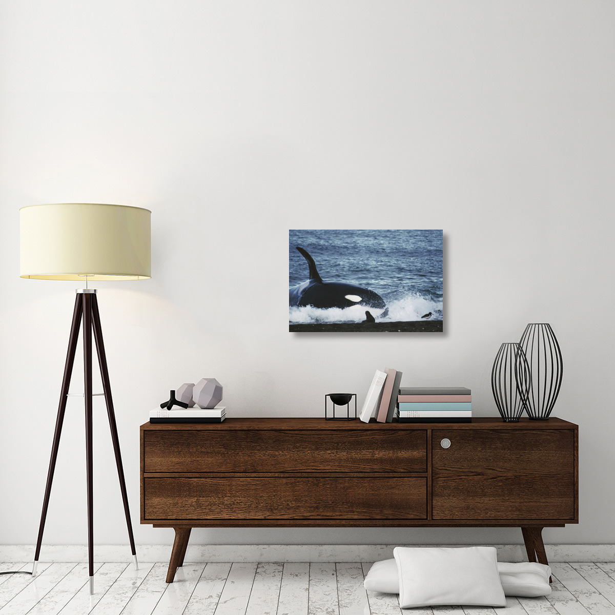 Orca hunting South American Sea Lion group by beaching itself, Peninsula Valdez, Argentina-Canvas Art-30&quotx20"