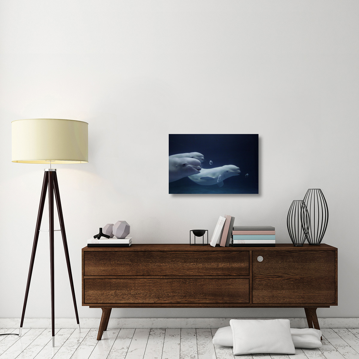 Beluga whale trio blowing toroidal bubble rings, Shimane Aquarium, Japan-Canvas Art-30&quotx20"