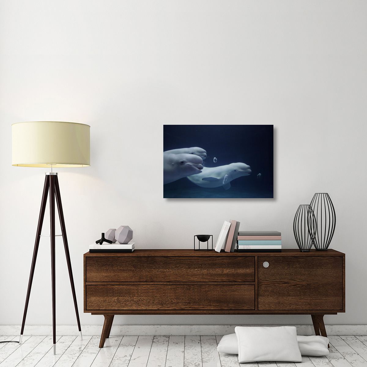 Beluga whale trio blowing toroidal bubble rings, Shimane Aquarium, Japan-Canvas Art-36&quotx24"