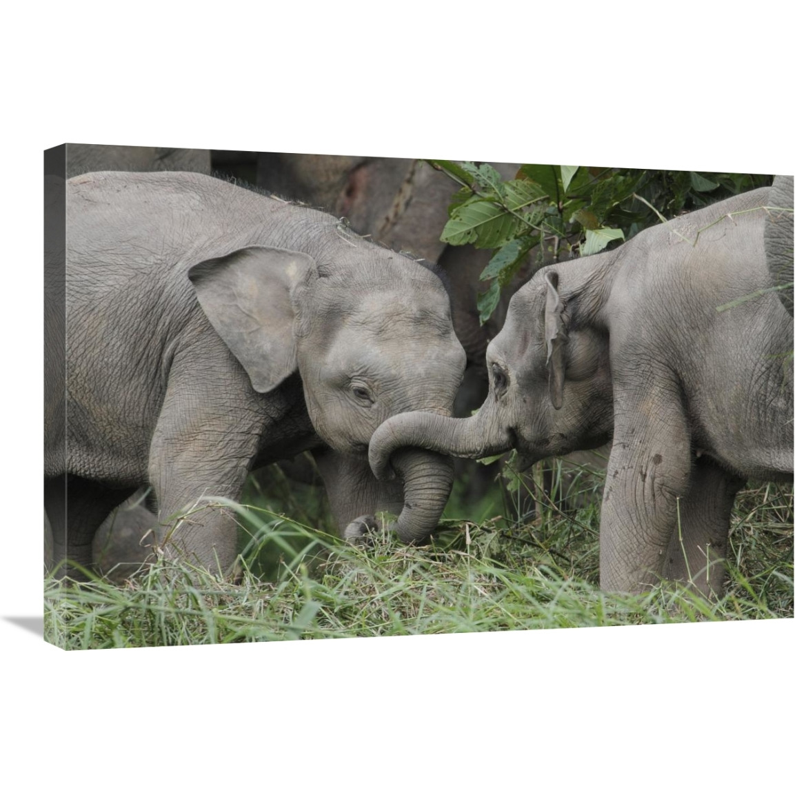 Asian Elephant young playing, Saba, Malaysia-Canvas Art-30&quotx20"