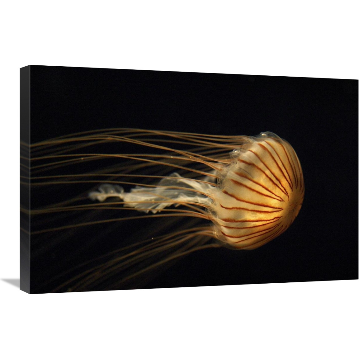 Northern Sea Nettle Jellyfish northern Pacific Ocean-Canvas Art-30&quotx20"