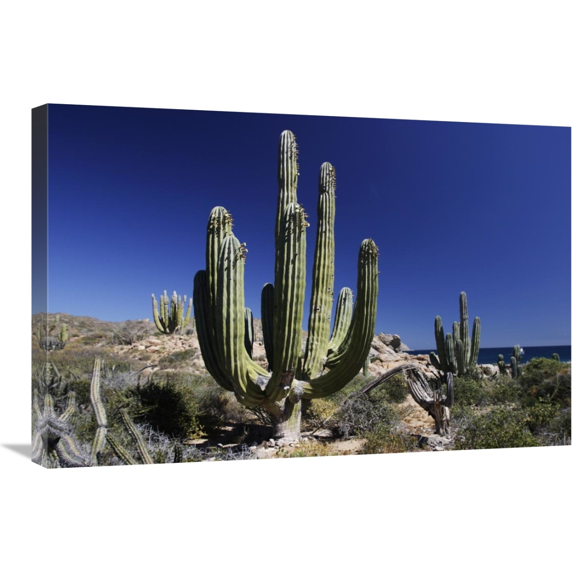 Cardon cacti, Santa Catalina Island, Sea of Cortez, Mexico-Canvas Art-30&quotx20"