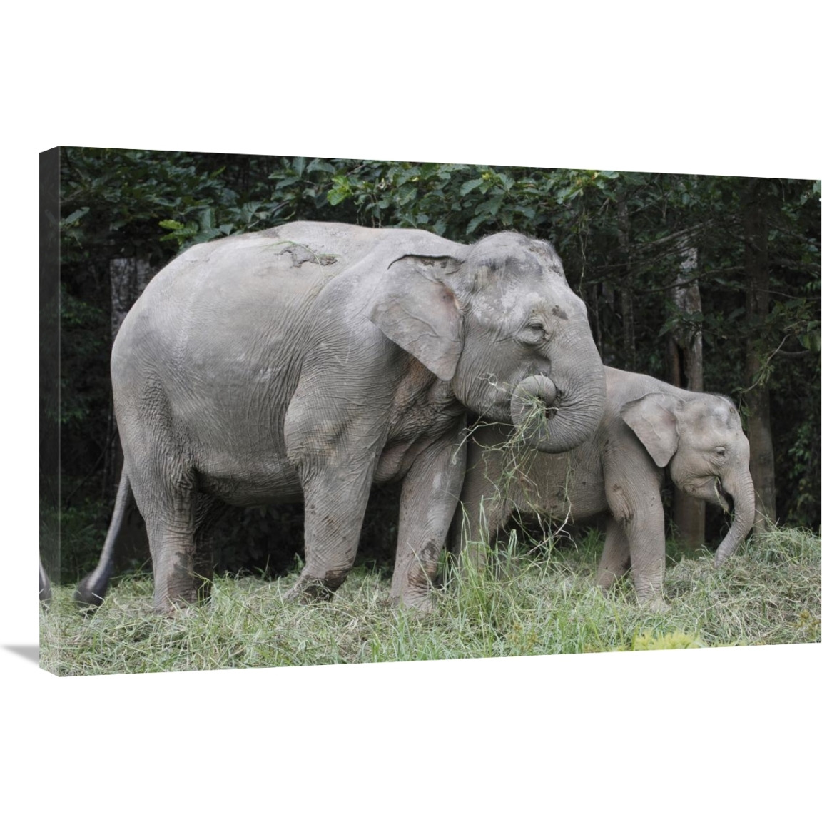 Asian Elephant mother and baby eating grass, Saba, Malaysia-Canvas Art-36&quotx24"