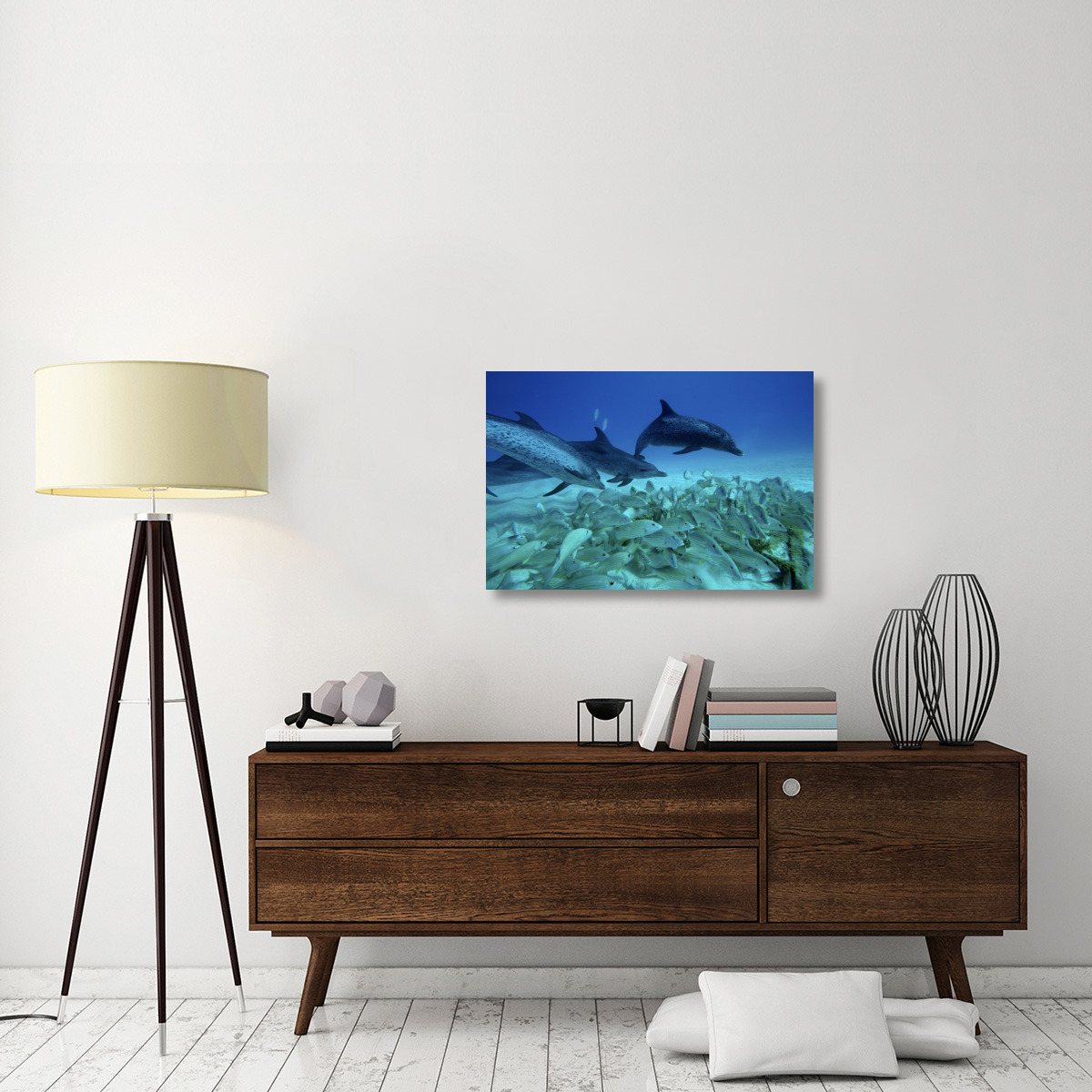 Atlantic Spotted Dolphin trio predating on school of snappers, Bahamas, Caribbean-Canvas Art-36&quotx24"