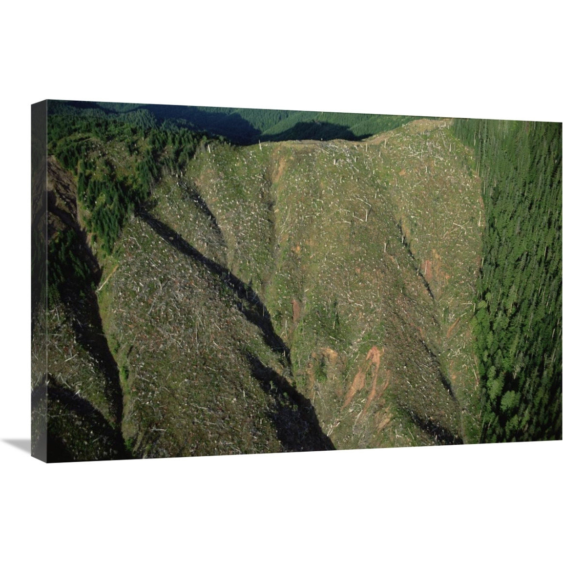 Clear cutting, Olympic National Park, Washington-Canvas Art-30&quotx20"