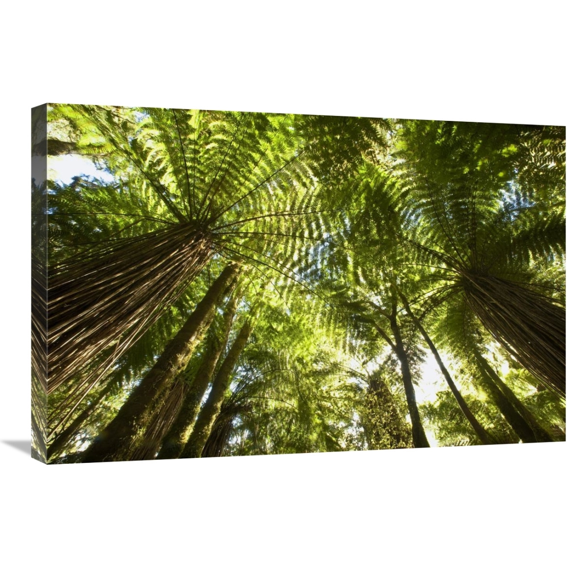 Tree Fern forest near Haast Pass, New Zealand-Canvas Art-30&quotx20"