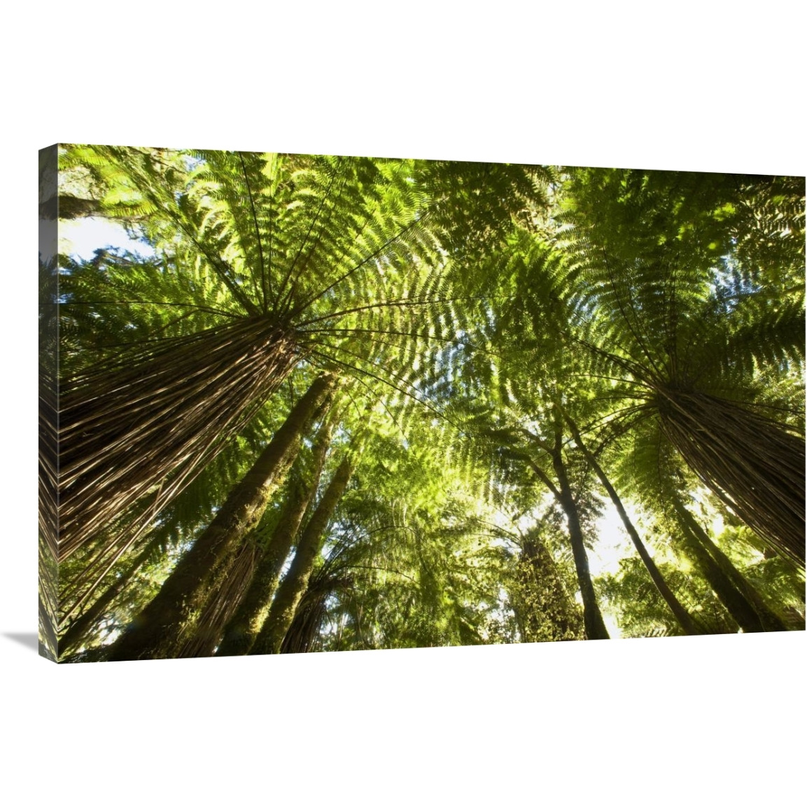 Tree Fern forest near Haast Pass, New Zealand-Canvas Art-36&quotx24"