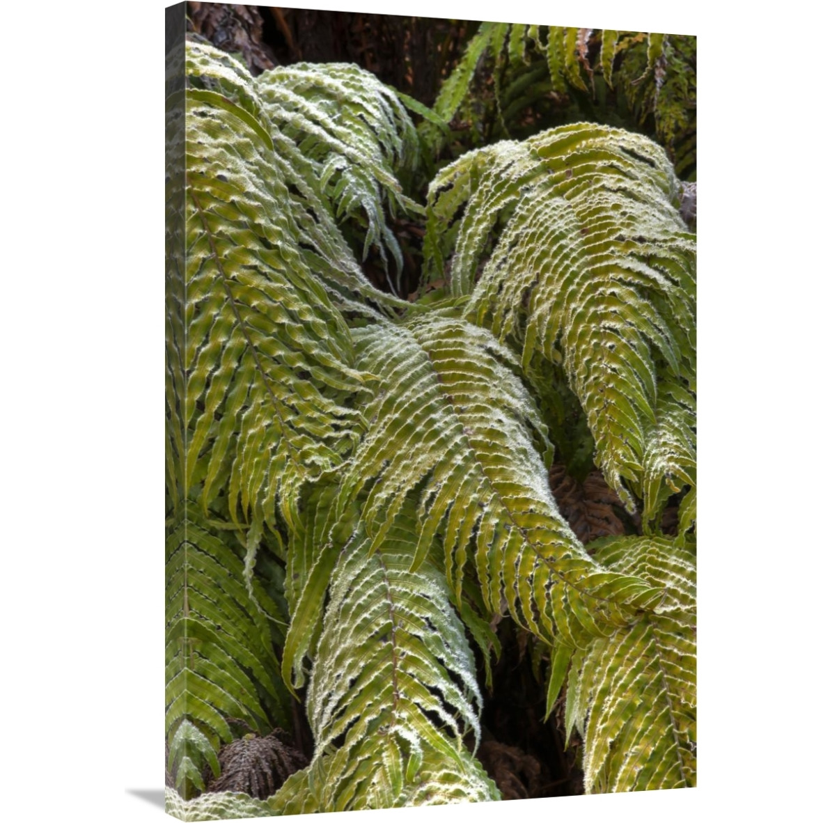 Kiokio covered in frost, Okarito, Westland National Park, west coast, New Zealand-Canvas Art-24&quotx36"